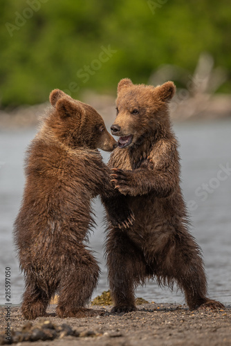 Ruling the landscape, brown bears of Kamchatka (Ursus arctos beringianus) © vaclav