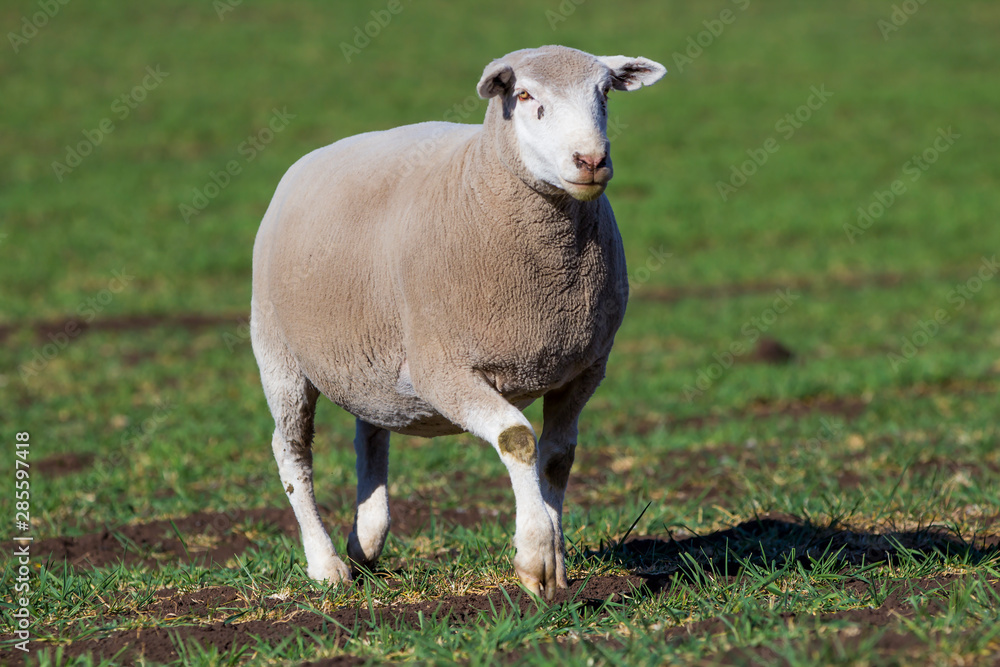 Dormer sheep on farm