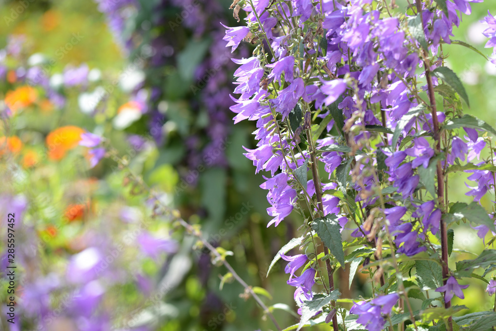 Obraz premium Garden bell perennial in the summer garden lit by the bright sun close-up