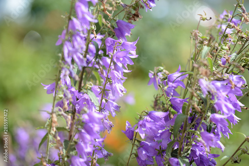 Garden bell perennial in the summer garden lit by the bright sun close-up
