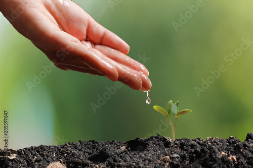 agriculture plant seeding growing step concept in garden