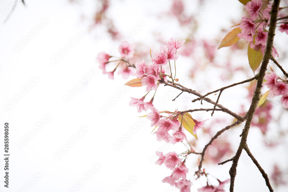 Beautiful cherry blossom or sakura in spring time over  sky