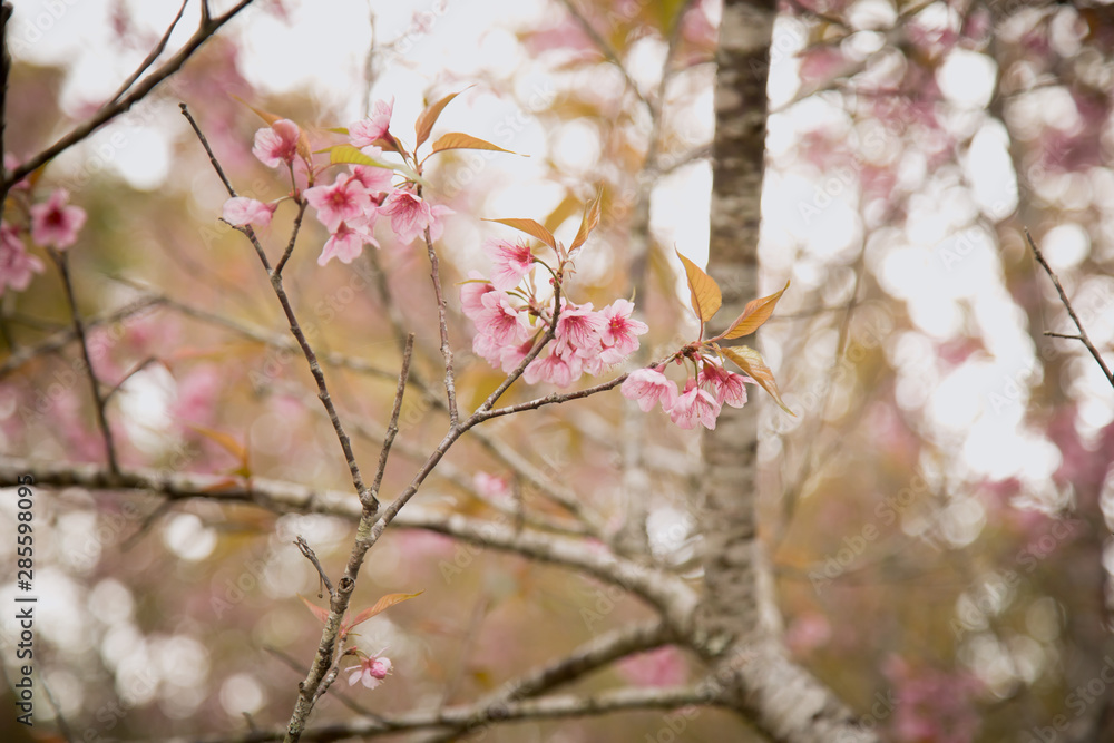 Beautiful cherry blossom or sakura in spring time over sky Beautiful cherry blossom or sakura in spring time over sky