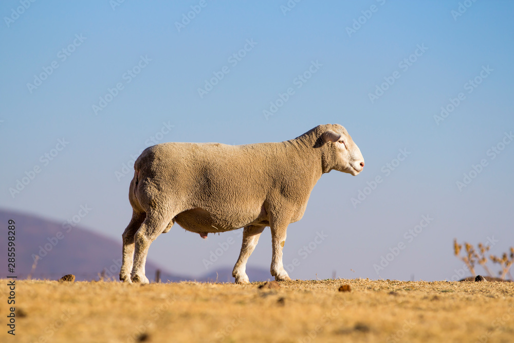 Obraz premium Dormer sheep on farm