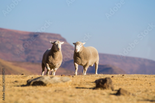 Foto Dormer sheep on farm