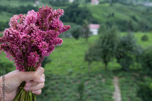 the woman hold the pink plateau flowers from Turkey.