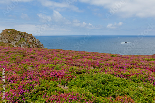 blooming wildflowers on the Atlantic coast of Brittany called Pointe du Raz