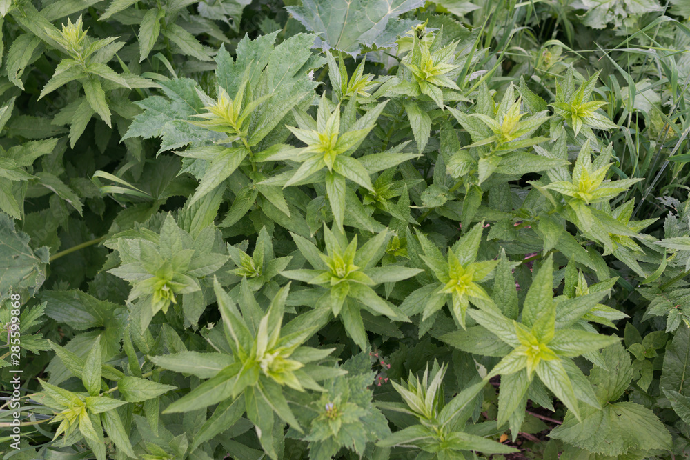 Green leaves background. Natural tropical nature forest foliage Green leaves background. Natural tropical nature forest foliage