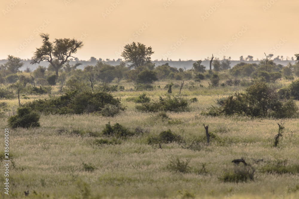 Savanna bushveld plain