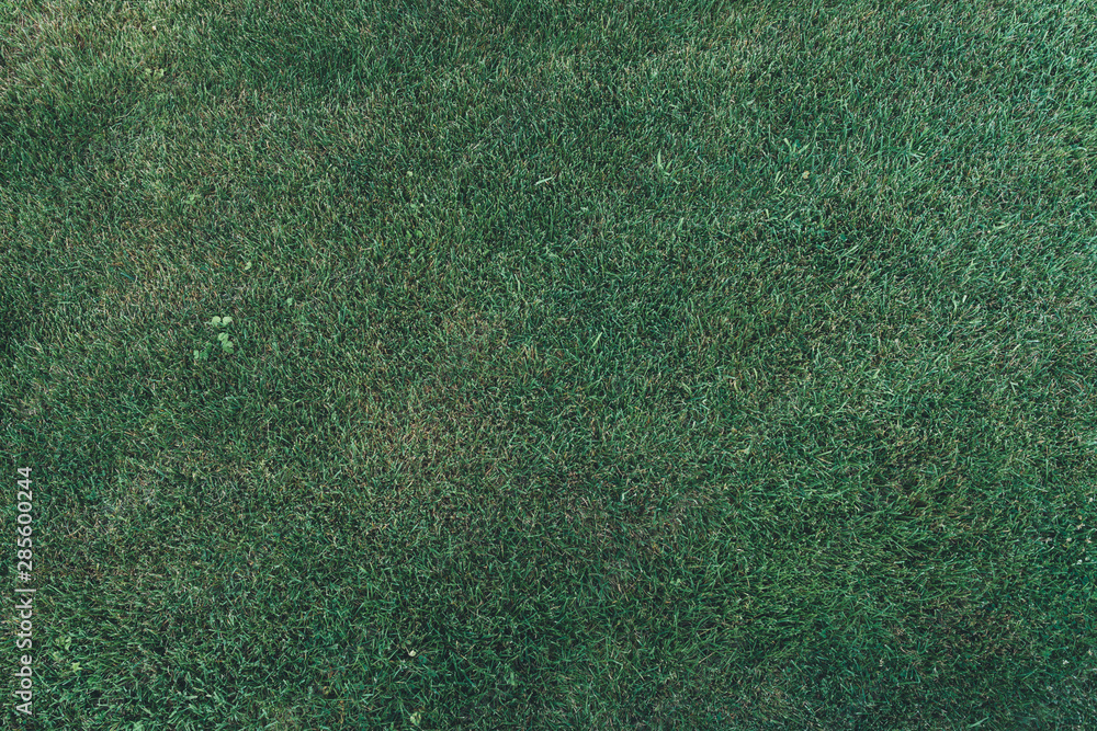 Green grass texture background top view - obrazy, fototapety, plakaty 