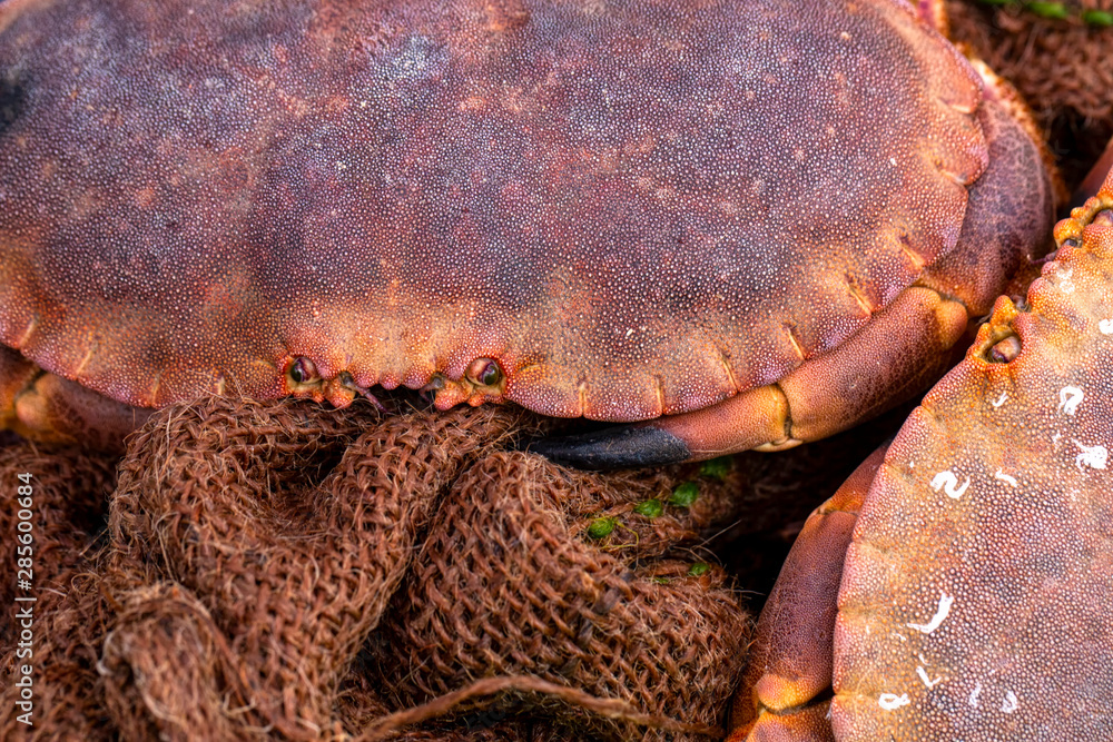 Un crabe tourteau sur un étalage d'un marché en bretagne Un crabe tourteau sur un étalage d'un marché en bretagne