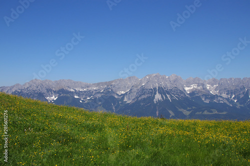 Beautiful meadow with wildflowers and view to the Kaiser Mountains (Wilder Kaiser), Tyrol - Austria
