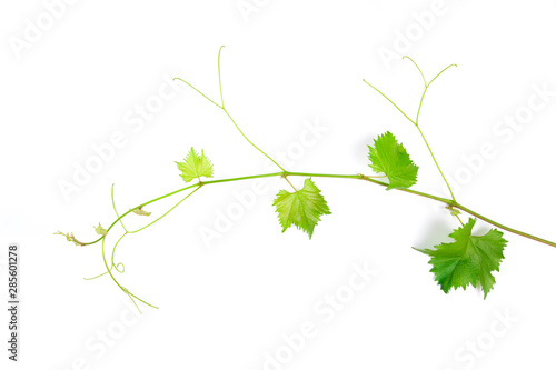 Grape leaves vine branch with tendrils tropical plant isolated on white background, clipping path included - Image