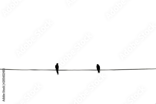 Alone birds on a wire  two birds is on the electric cable  isolated