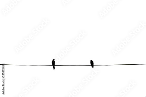Canvas Print Alone birds on a wire, two birds is on the electric cable, isolated