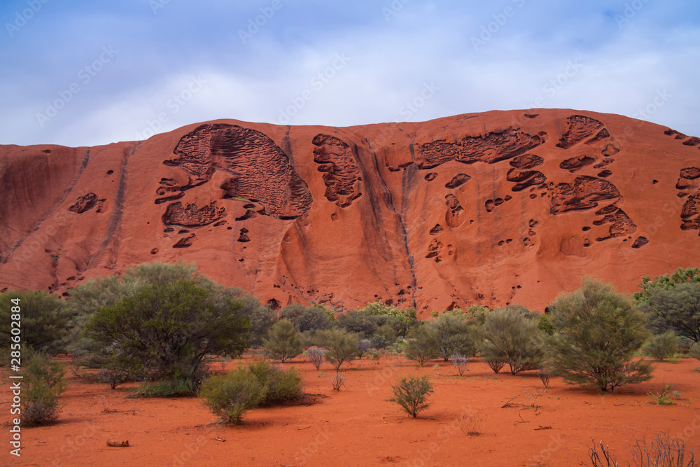 Fototapeta premium Sträucher im Red Centre