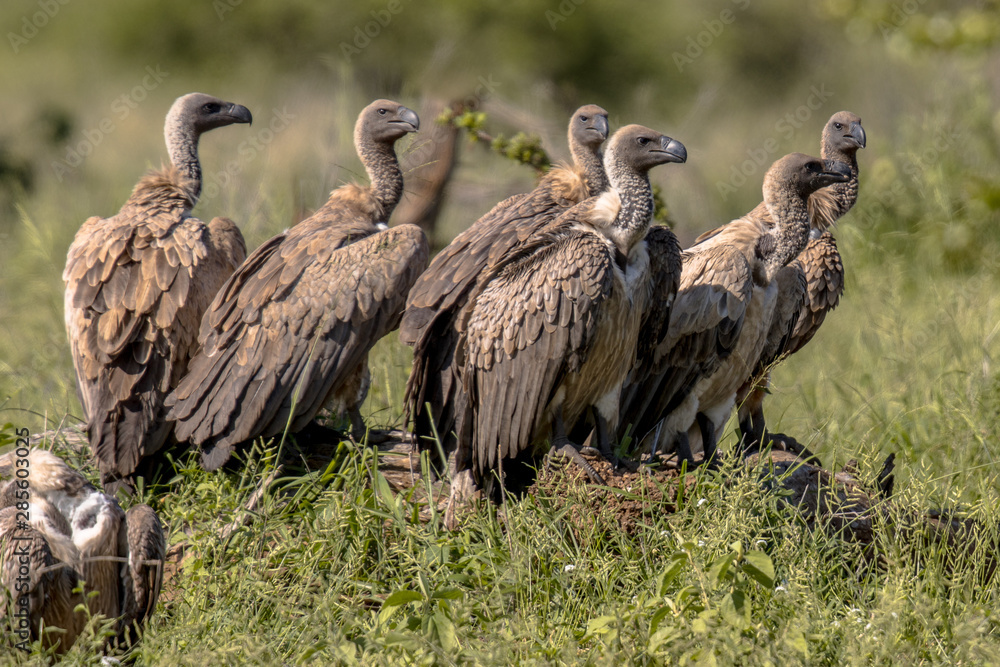 White backed vulture group White backed vulture group