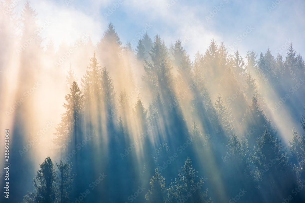 sun light through fog and clouds above the forest. spruce trees on the hill viewed from below. fantastic nature scenery. morning motivation concept - obrazy, fototapety, plakaty 