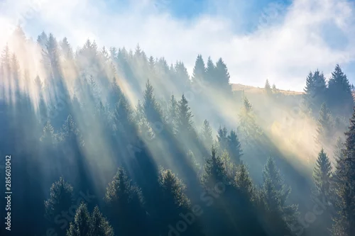 Obraz światło słoneczne przez mgłę i chmury nad lasem. świerki na wzgórzu oglądanym od dołu. fantastyczna przyroda. koncepcja motywacji rano