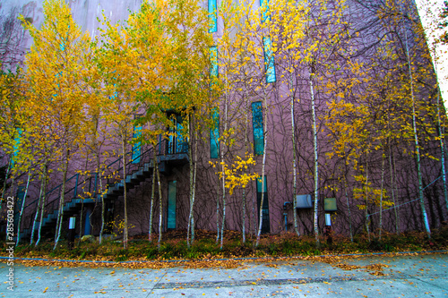 Wallpaper Mural 자작나무. 단풍. 도시. 이미지. Torontodigital.ca