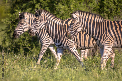 Three Common Zebra