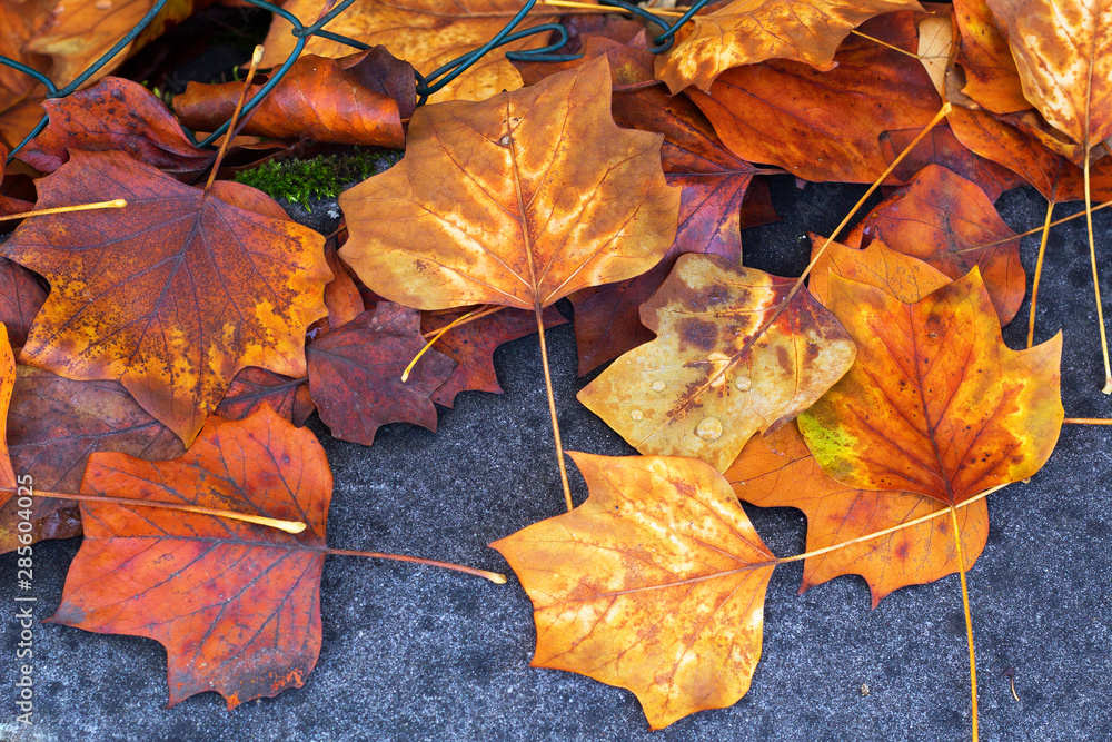 autumn gold city park trees leaves on the asphalt ground autumn gold city park trees leaves on the asphalt ground