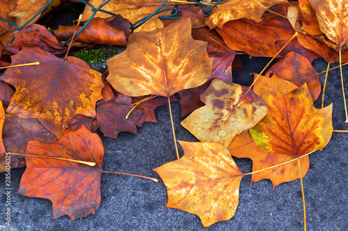 autumn gold city park trees leaves on the asphalt ground