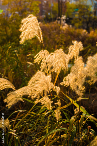 Wallpaper Mural 갈대. 가을. 노을. Torontodigital.ca