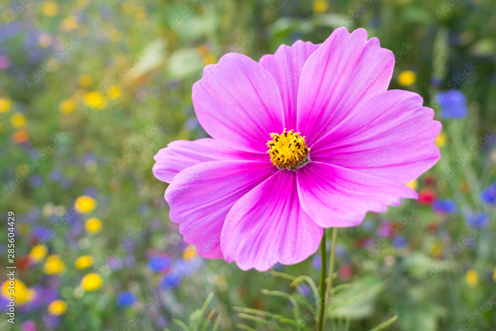 Detailed view of a colorful vibrant pink Cosmos flower in a garden Detailed view of a colorful vibrant pink Cosmos flower in a garden