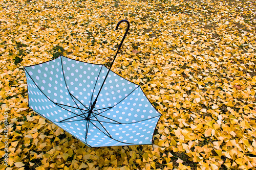 open lost polka dots umbrella upside down on yellow autumn city park leaves 