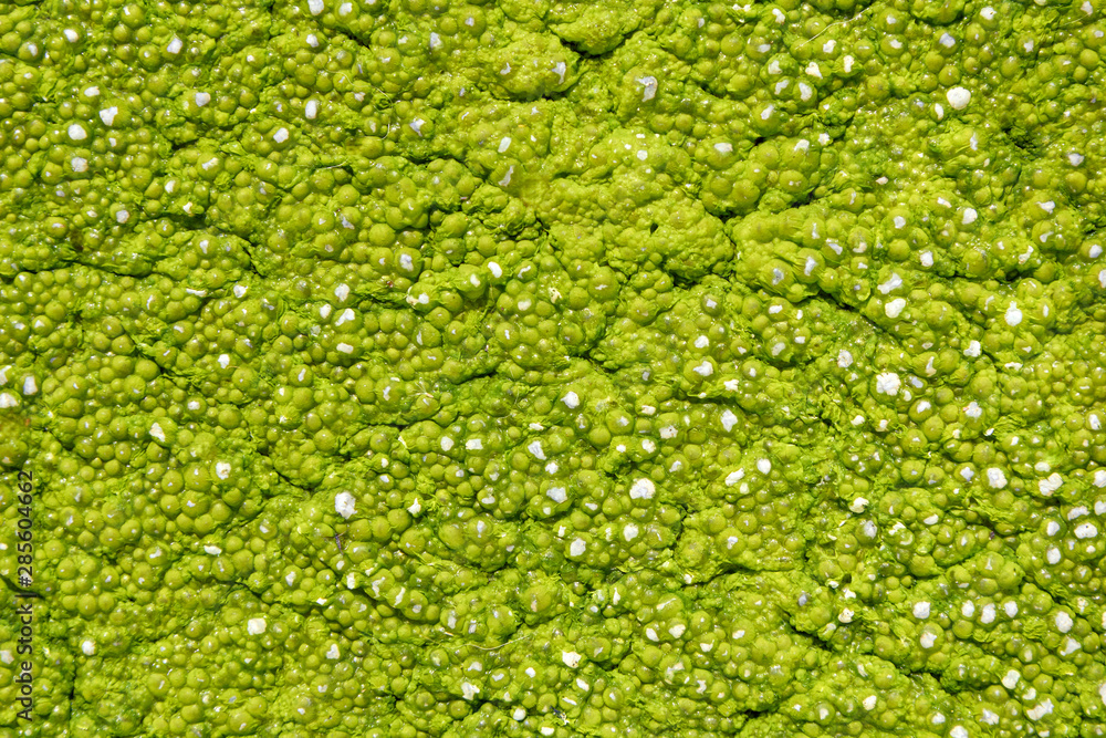 green algae on the surface of the water green algae on the surface of the water