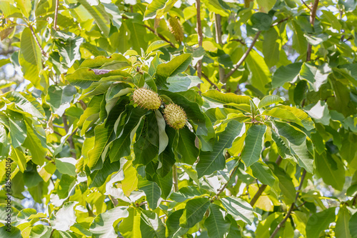 Baum mit einer Stachelannonenfrucht photo