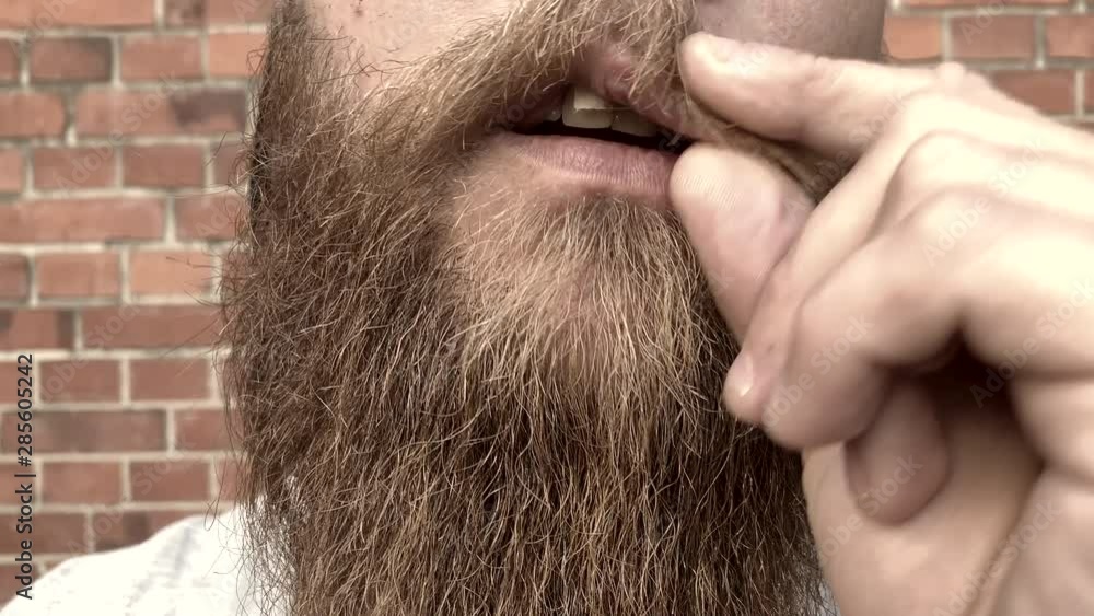 Bearded man putting swedish snuff in mouth 