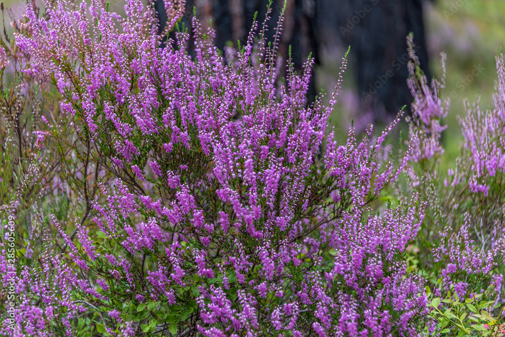 Lavender Wildflowers in Summer in a Forest in Latvia Lavender Wildflowers in Summer in a Forest in Latvia