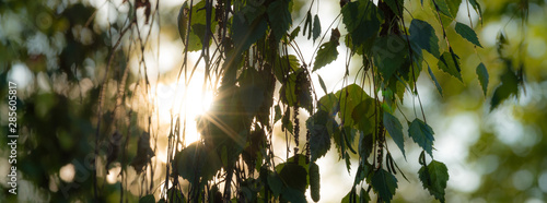 Blätter einer Birke im abendlichen Gegenlicht photo