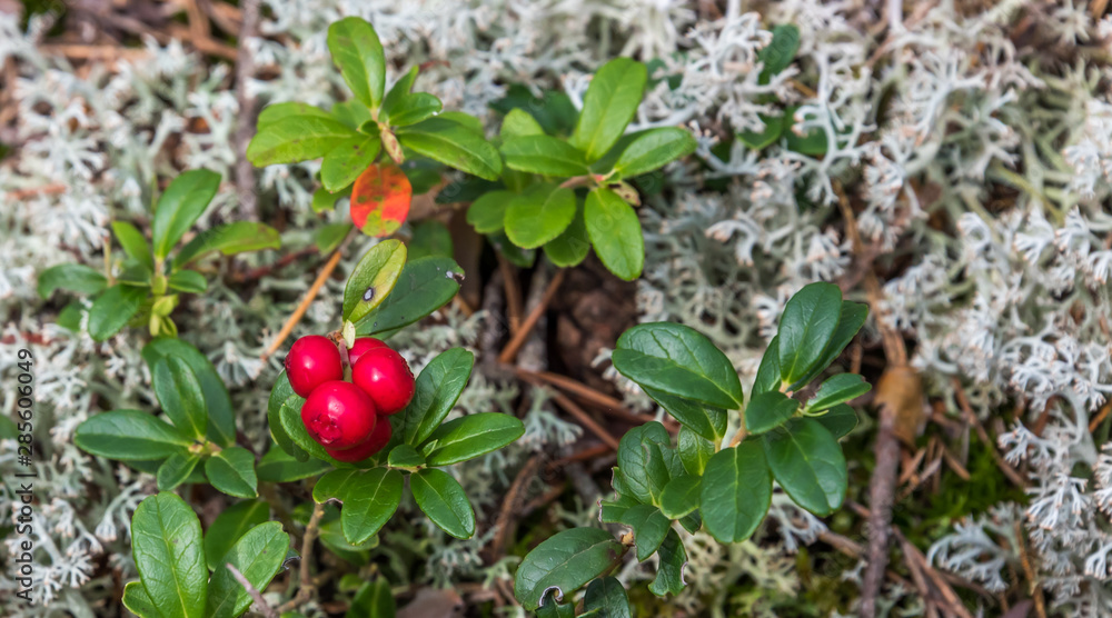 Ripe Red Wild Lingonberries in a Forest in Latvia in Summer Ripe Red Wild Lingonberries in a Forest in Latvia in Summer