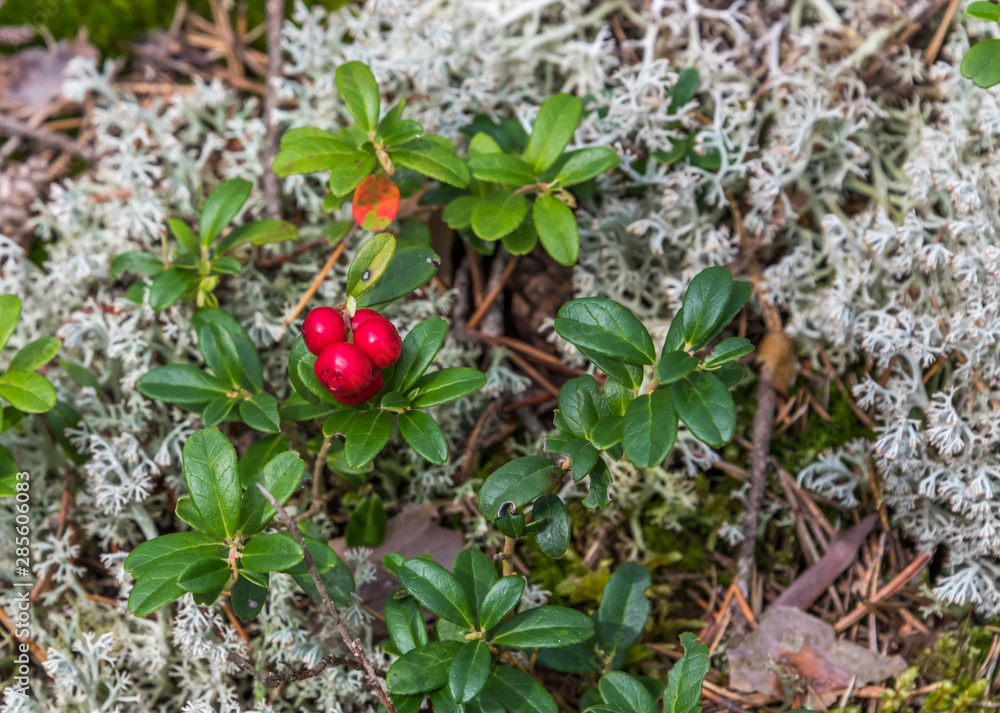 Ripe Red Wild Lingonberries in a Forest in Latvia in Summer Ripe Red Wild Lingonberries in a Forest in Latvia in Summer