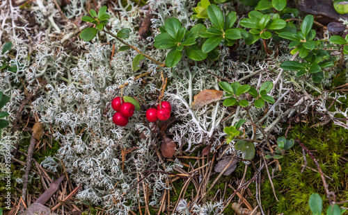 Ripe Red Wild Lingonberries in a Forest in Latvia in Summer