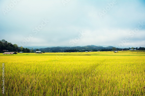 Golden yellow in rice fields
