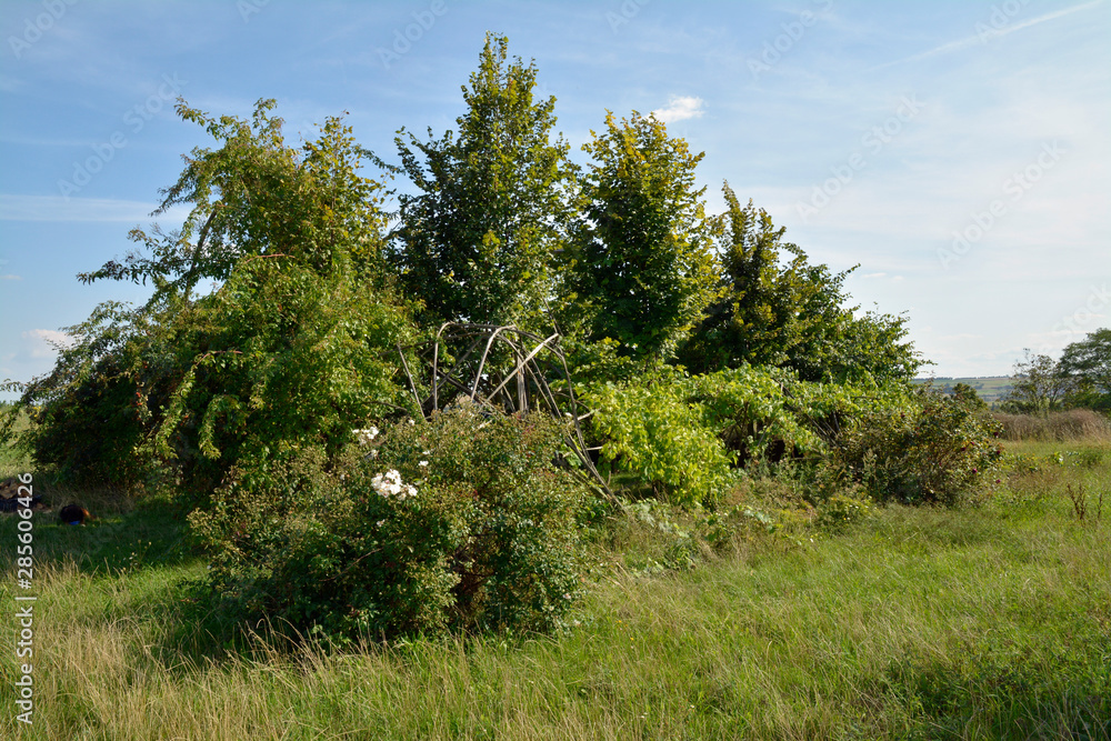 Obraz premium alzey-weinheimer weinkirche