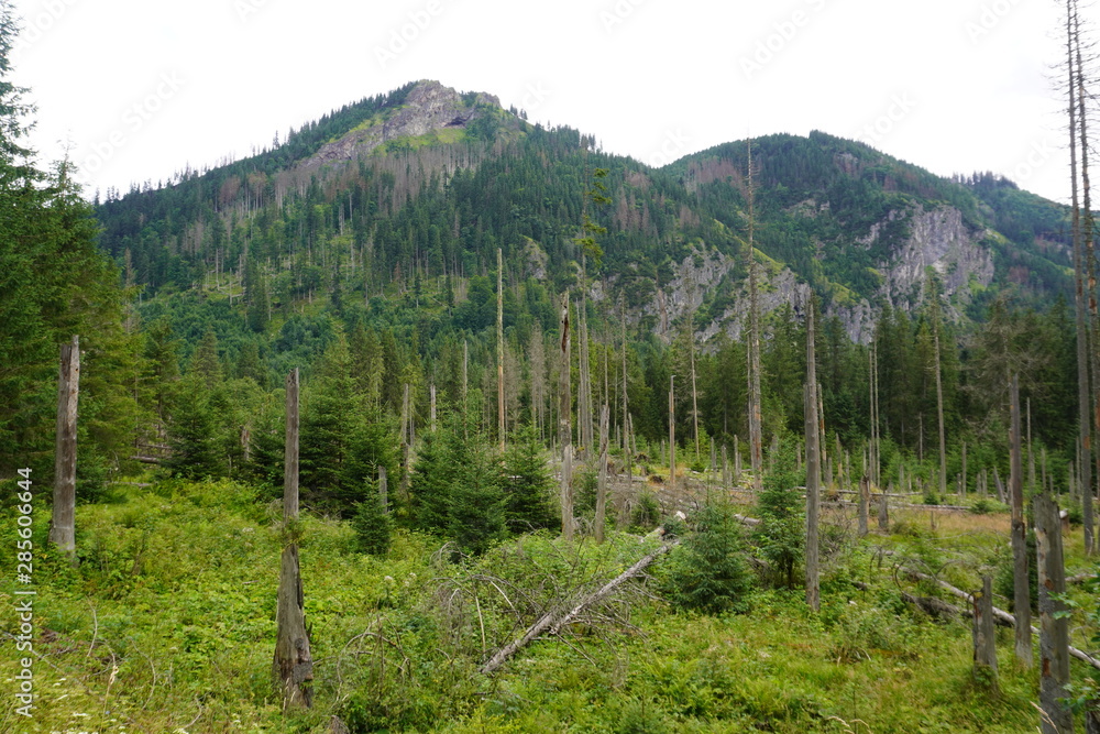 summer mountain view from the forest. mountain tops in fog or clouds, nature. Beautiful landscape in the Green mountains. View of foggy hills covered by forest. summer mountain view from the forest. mountain tops in fog or clouds, nature. Beautiful landscape in the Green mountains. View of foggy hills covered by forest.
