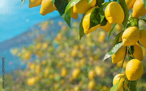 Canvas Print Beautiful lemon garden, bunches of fresh yellow ripe lemons with green leaves