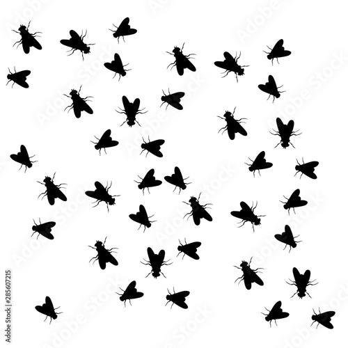 silhouette of a fly creeping