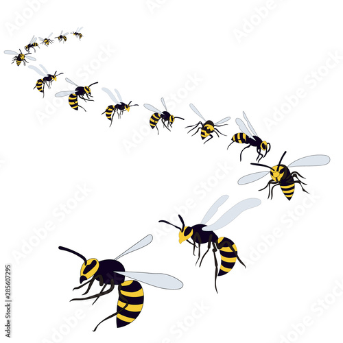 wasp, bees fly on a white background © zolotons