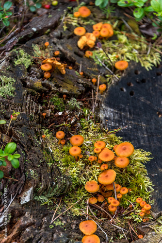 Wild Mushrooms Growing in Moss in a Forest in Latvia
