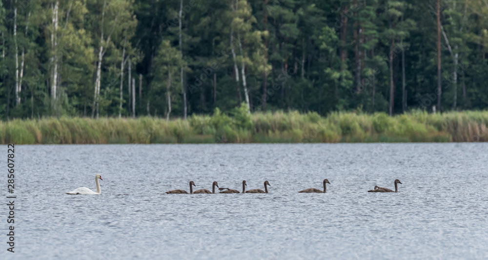 Adult Swan and Babies Swimming Across a Lake in Latvia in a Line