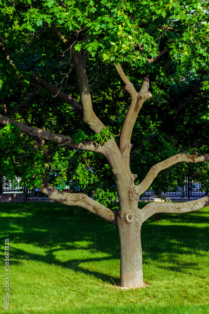 Beautiful unusual tree with branches diverging in different directions Beautiful unusual tree with branches diverging in different directions