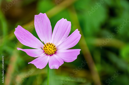 Close up pink cosmos flower in the garden