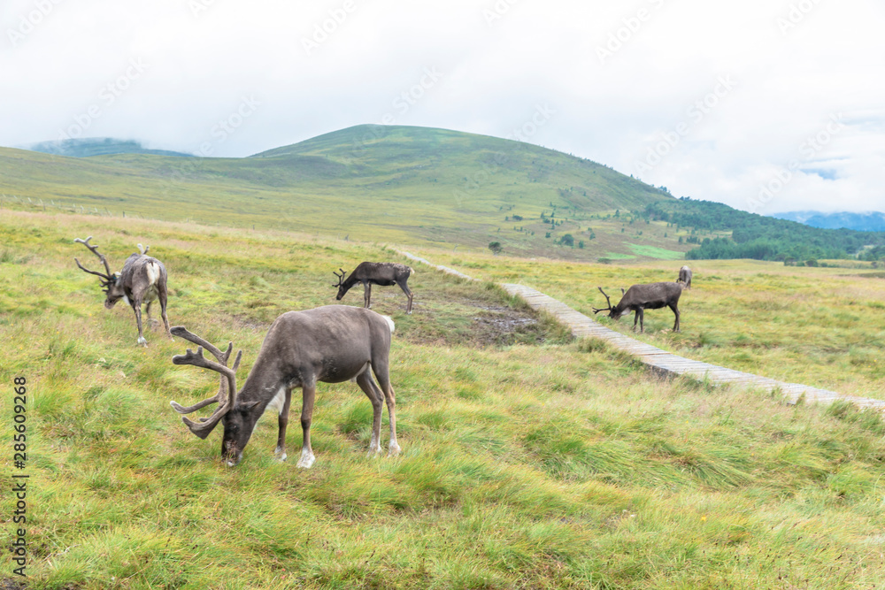 The Cairngorm Reindeer Herd is free-ranging herd of reindeer in the Cairngorm mountains in Scotland. The Cairngorm Reindeer Herd is free-ranging herd of reindeer in the Cairngorm mountains in Scotland.