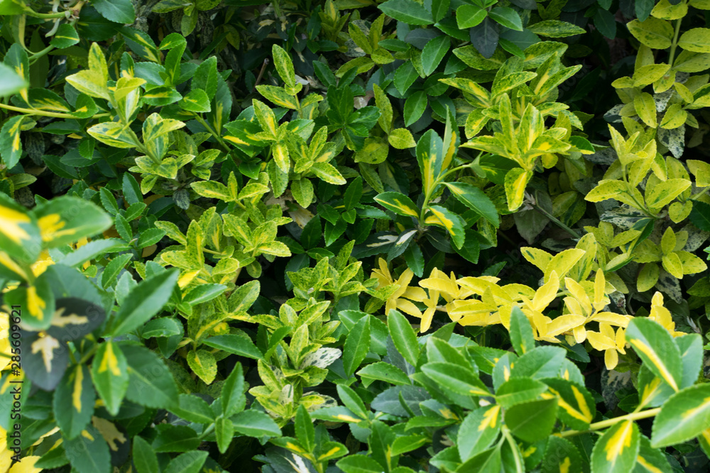 Euonymus fortunei, wintercreeper, spindle or climbing euonymus Euonymus fortunei, wintercreeper, spindle or climbing euonymus